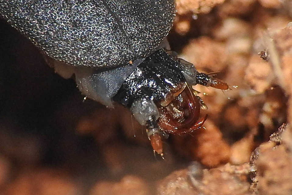 Lampyris noctiluca - nagy szentjánosbogár