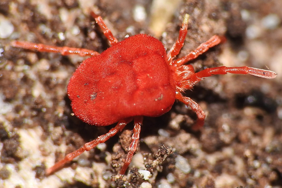 Trombidium