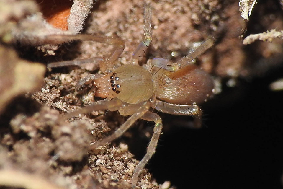 Clubiona