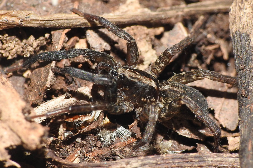 Trochosa