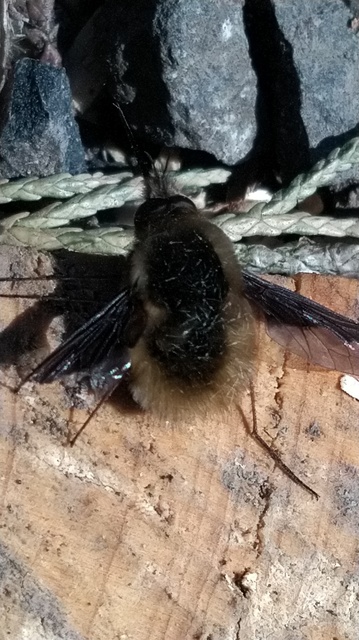 Bombylius major - szegélyes pöszörlégy