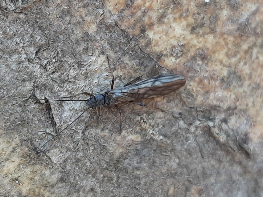 Plecoptera - Álkérészek