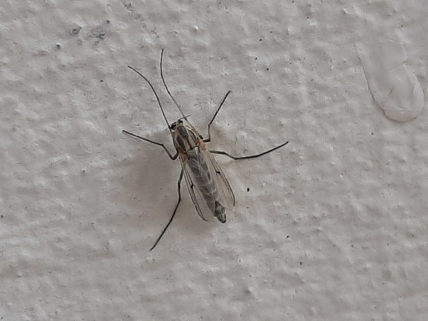 Chironomini