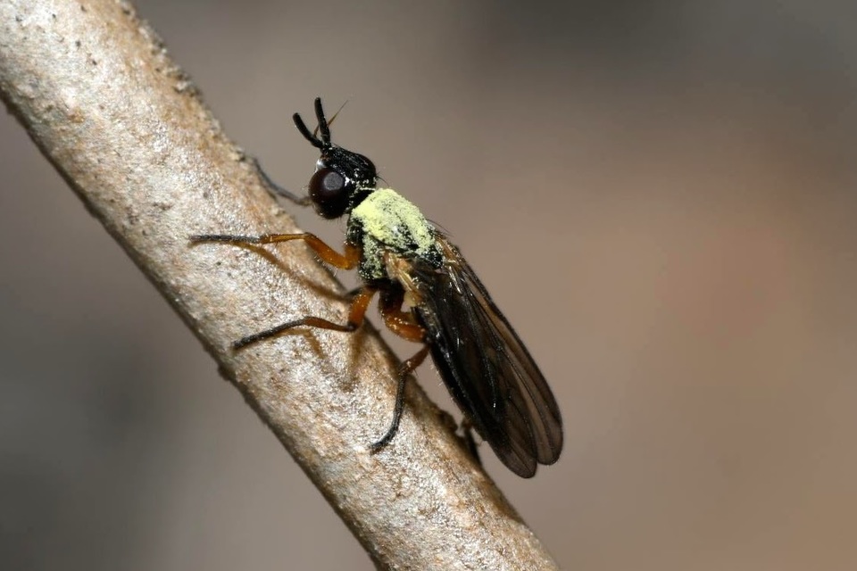 Micropselapha filiformis
