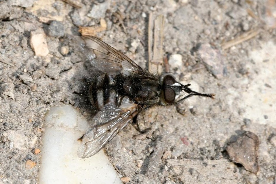 Ernestia puparum