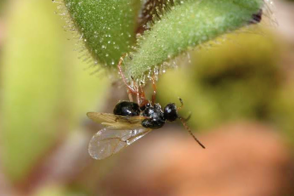 Figitidae