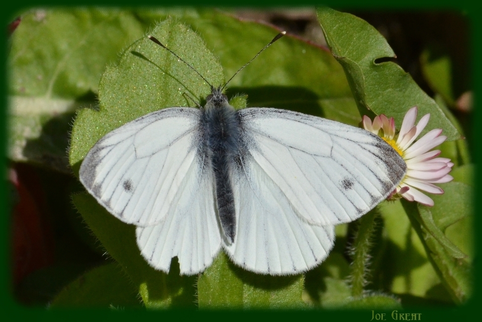 Pieris napi - repcelepke