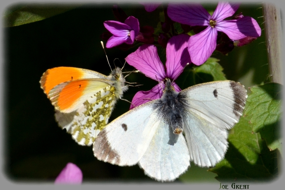 Anthocharis cardamines - hajnalpírlepke