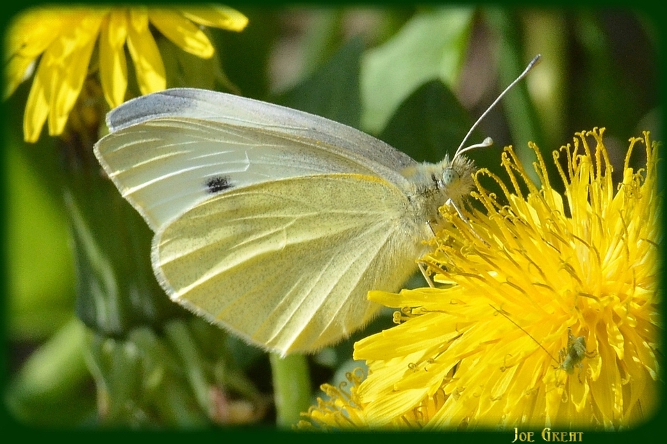 Pieris rapae - répalepke