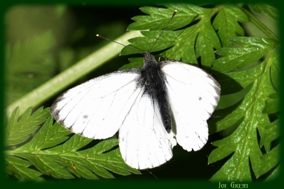 Pieris napi - repcelepke