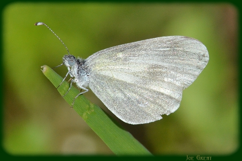 Leptidea sinapis - mustárlepke
