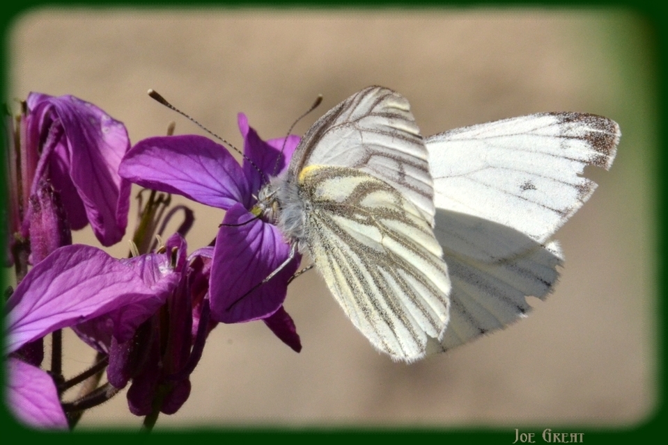 Pieris napi - repcelepke