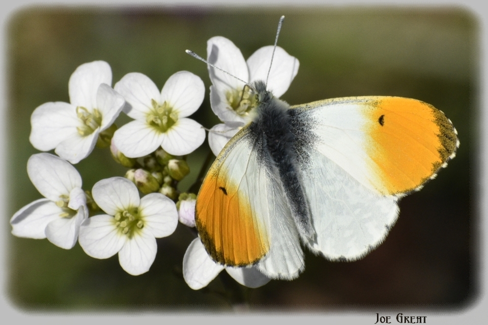 Anthocharis cardamines - hajnalpírlepke