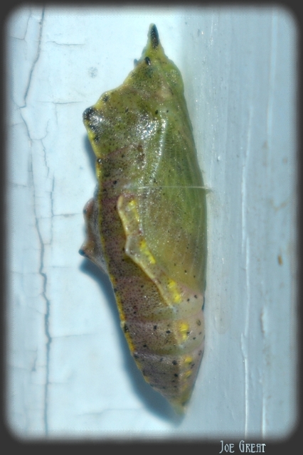 Pieris
