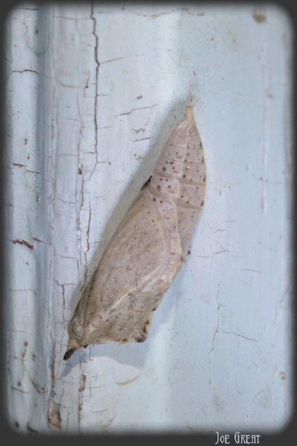 Pieris