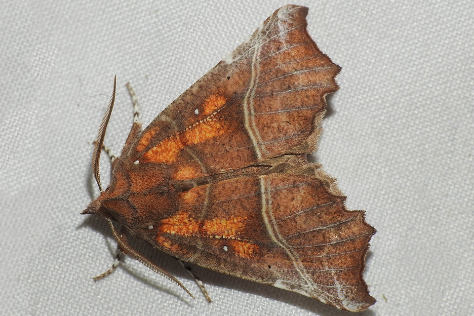 Scoliopteryx libatrix - vörös csipkésbagoly