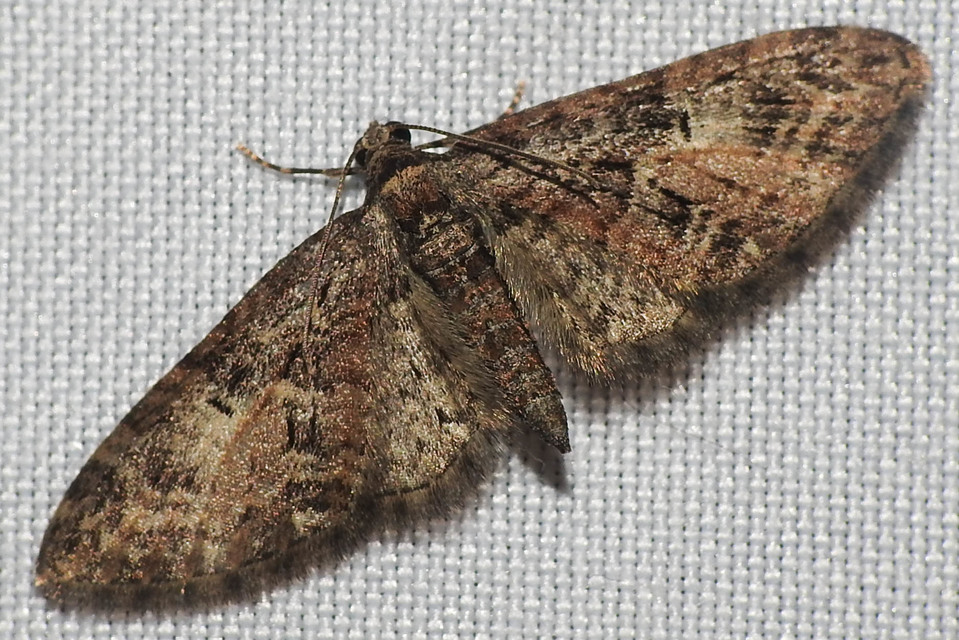 Eupithecia abbreviata - korai törpearaszoló