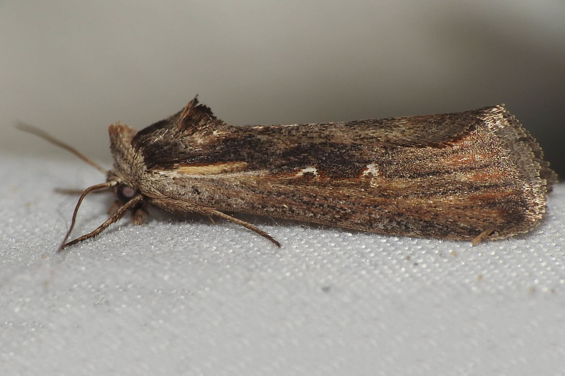 Epimecia ustula - ördögszem-apróbagoly