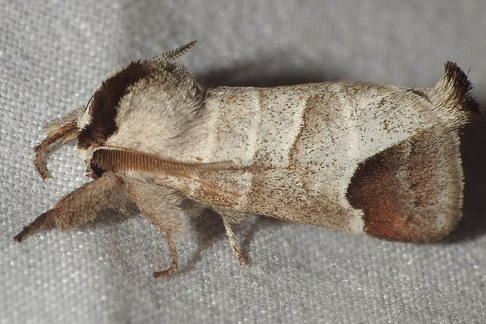 Clostera curtula - rövidszárnyú levélszövő