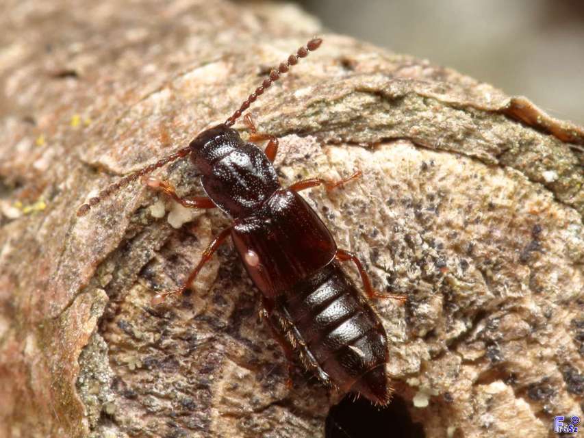 Coprophilus striatulus - közönséges peceholyva