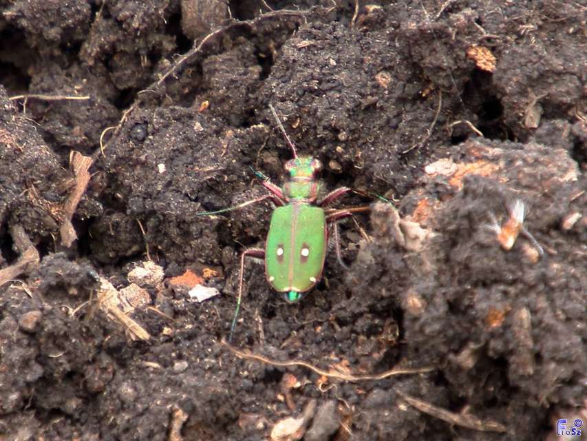 Cicindela campestris - mezei homokfutrinka