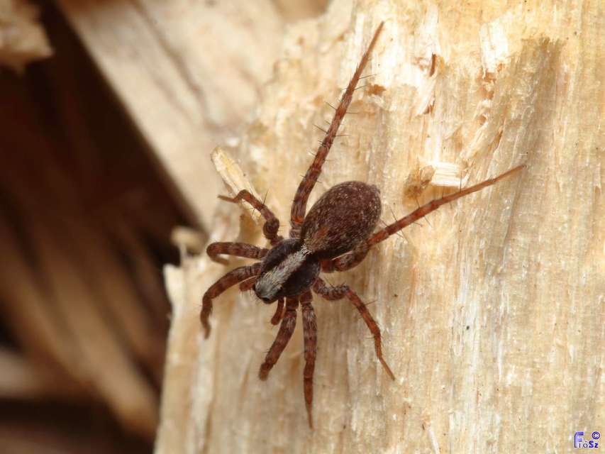 Pardosa alacris/lugubris