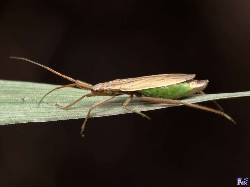 Notostira elongata