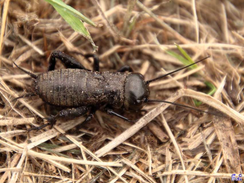 Gryllus campestris - mezei tücsök