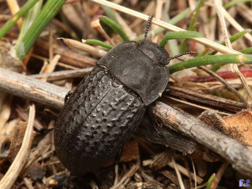 Opatrum sabulosum - sároshátú gyászbogár