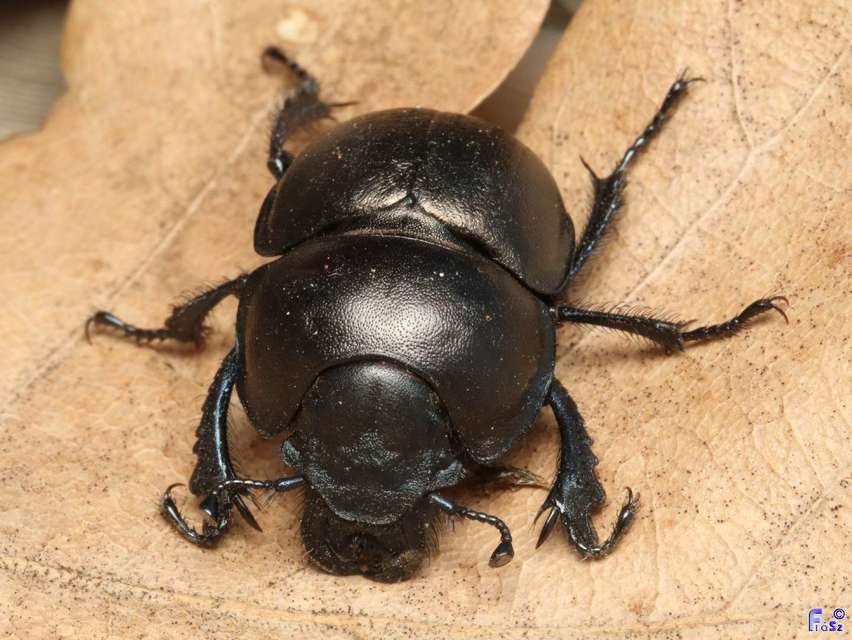 Lethrus apterus - nagyfejű csajkó