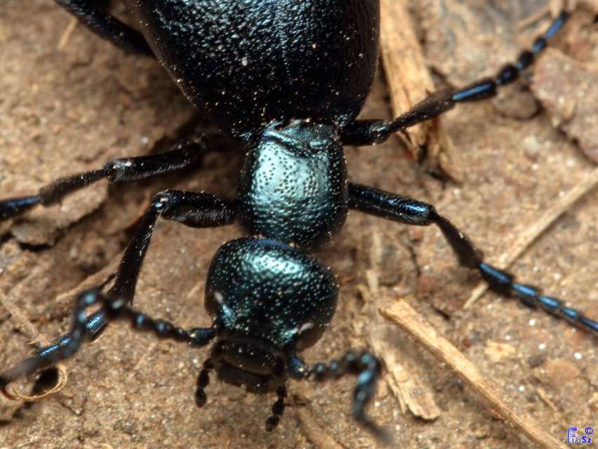 Meloe violaceus - kék nünüke