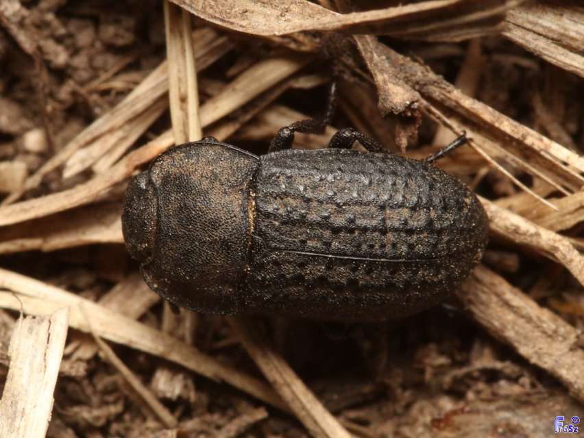 Opatrum sabulosum - sároshátú gyászbogár