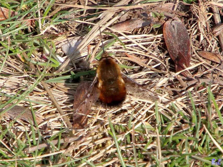 Bombylius discolor - feketefarú pöszörlégy