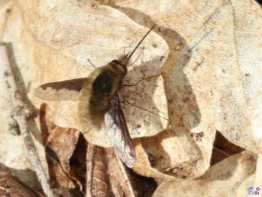 Bombylius major - szegélyes pöszörlégy