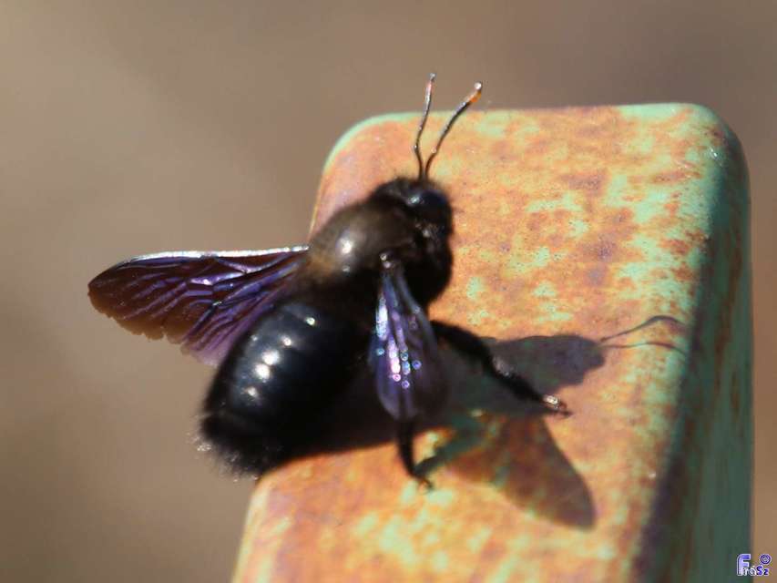 Xylocopa violacea - kék fadongó