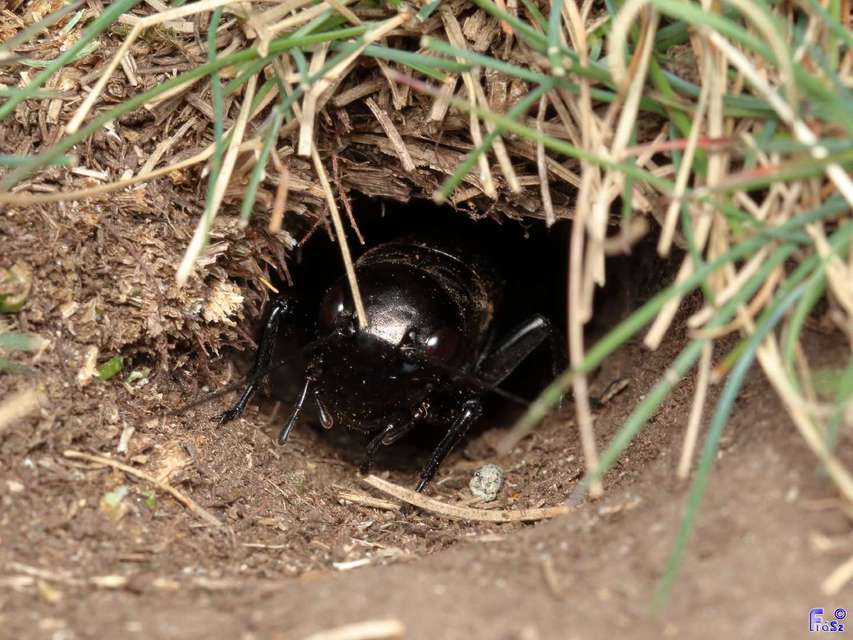Gryllus campestris - mezei tücsök