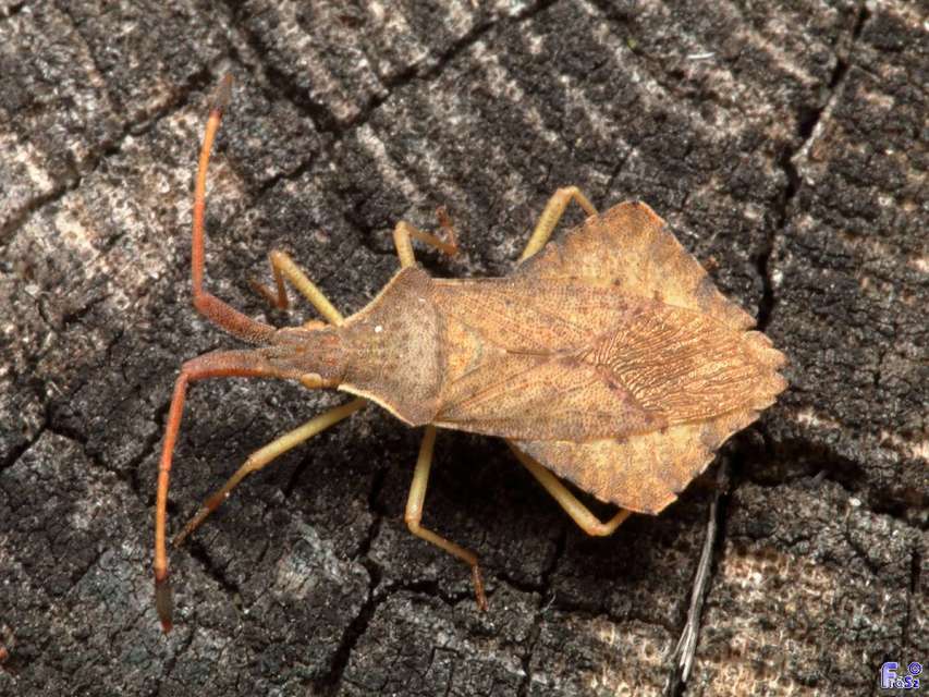 Syromastus rhombeus - vitorlás karimáspoloska