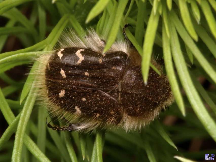 Tropinota hirta - bundás virágbogár