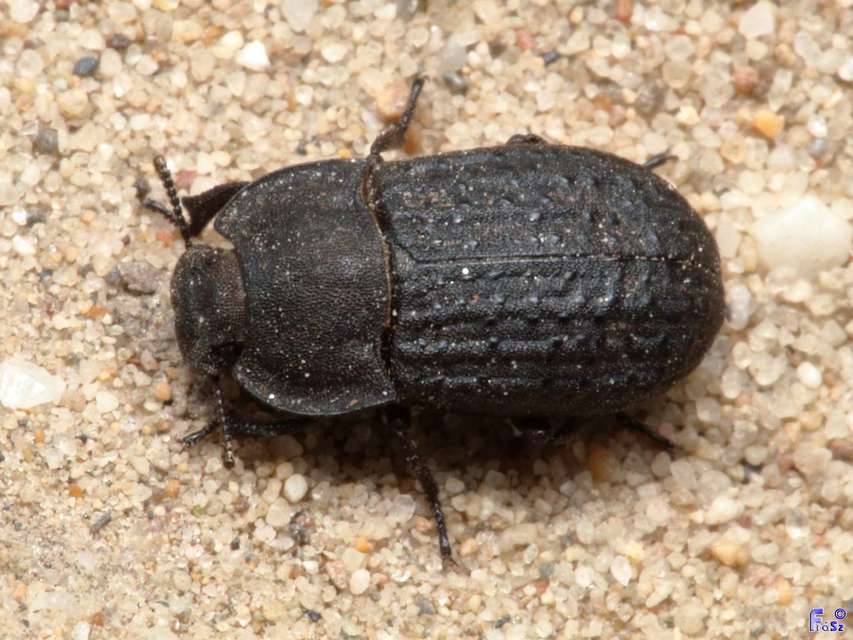 Opatrum sabulosum - sároshátú gyászbogár
