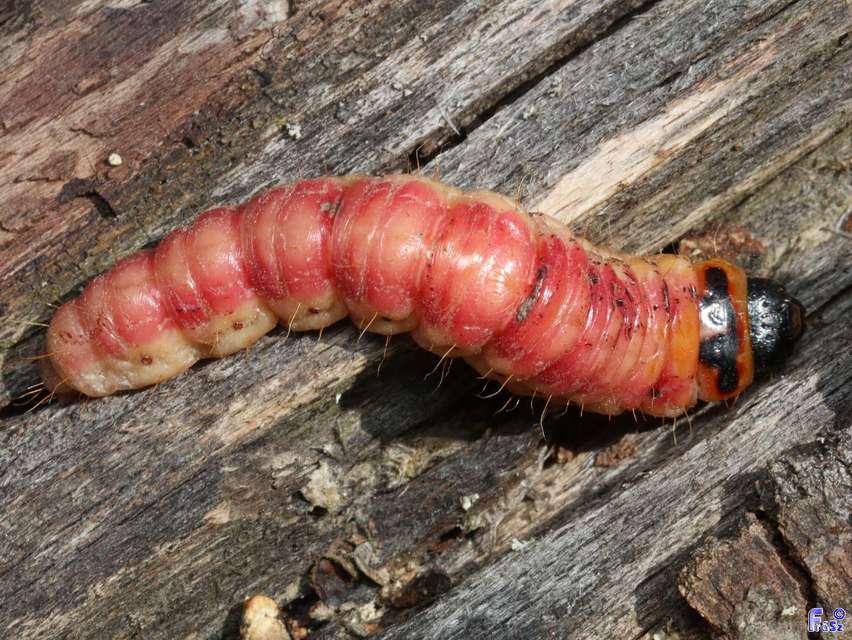 Cossus cossus - fűzfarontólepke