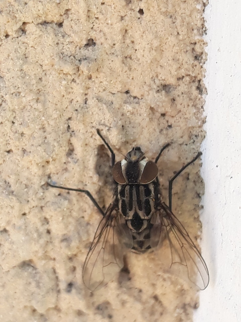 Graphomya maculata