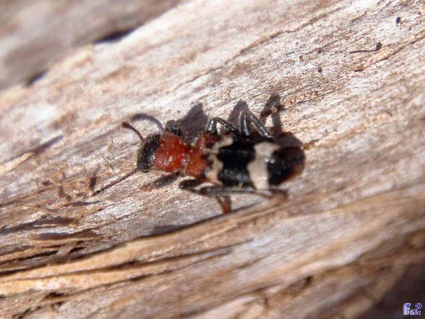 Thanasimus formicarius - vörösnyakú szúfarkas
