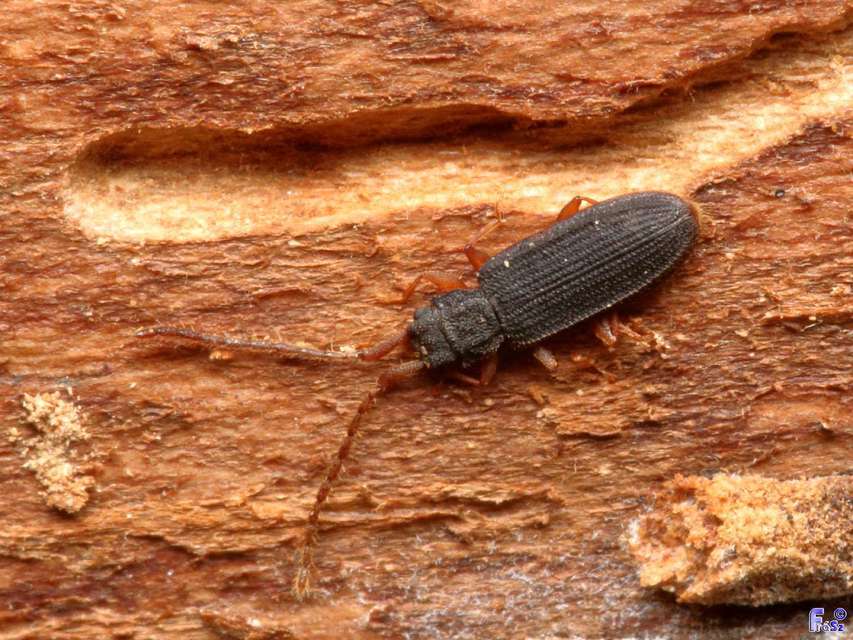 Uleiota planatus - hosszúcsápú fogasnyakú-lapbogár