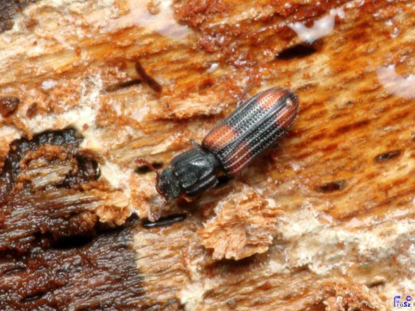 Bitoma crenata - szalagos héjbogár