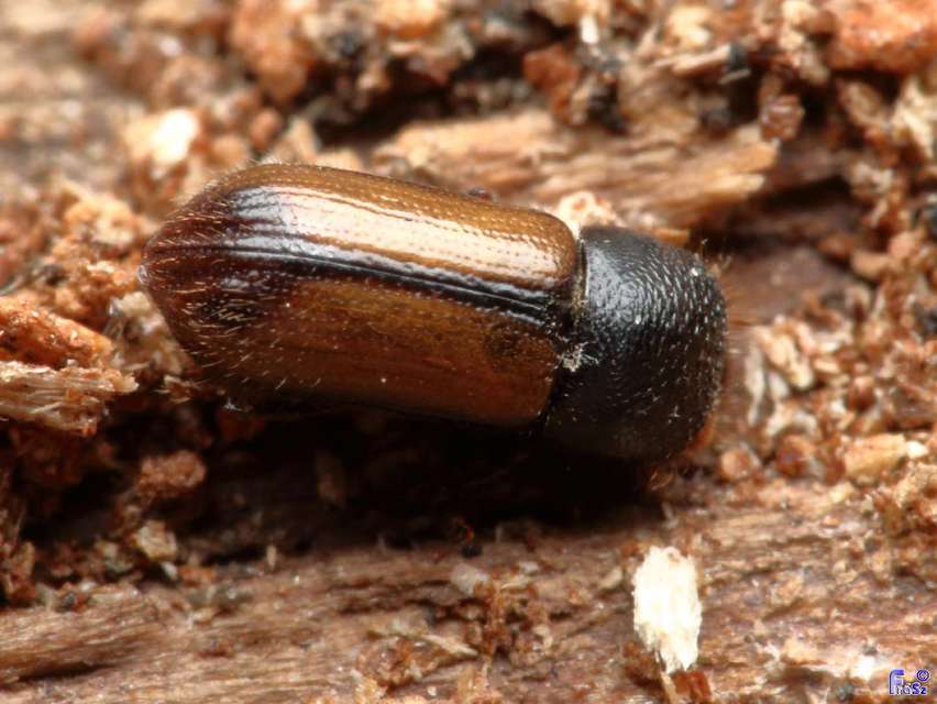 Trypodendron domesticum - nagy bükkszú