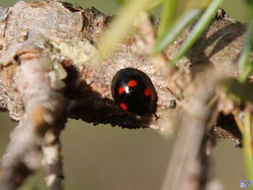 Exochomus quadripustulatus - négyfoltos szerecsenkata