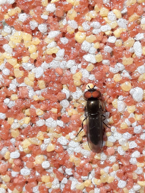 Platycheirus
