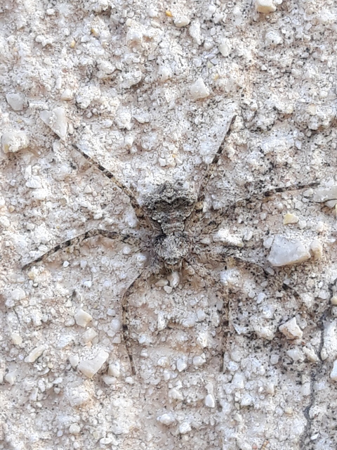 Philodromus poecilus - cifra karolópók