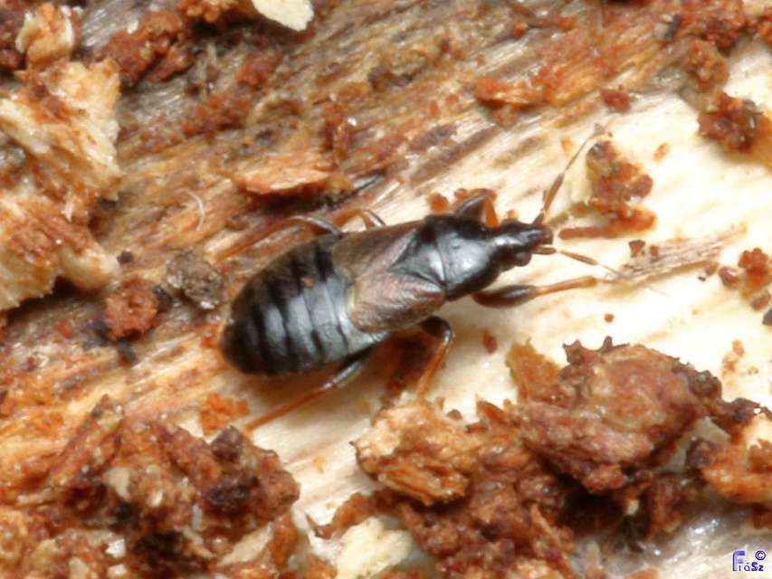 Xylocoris Xylocoris