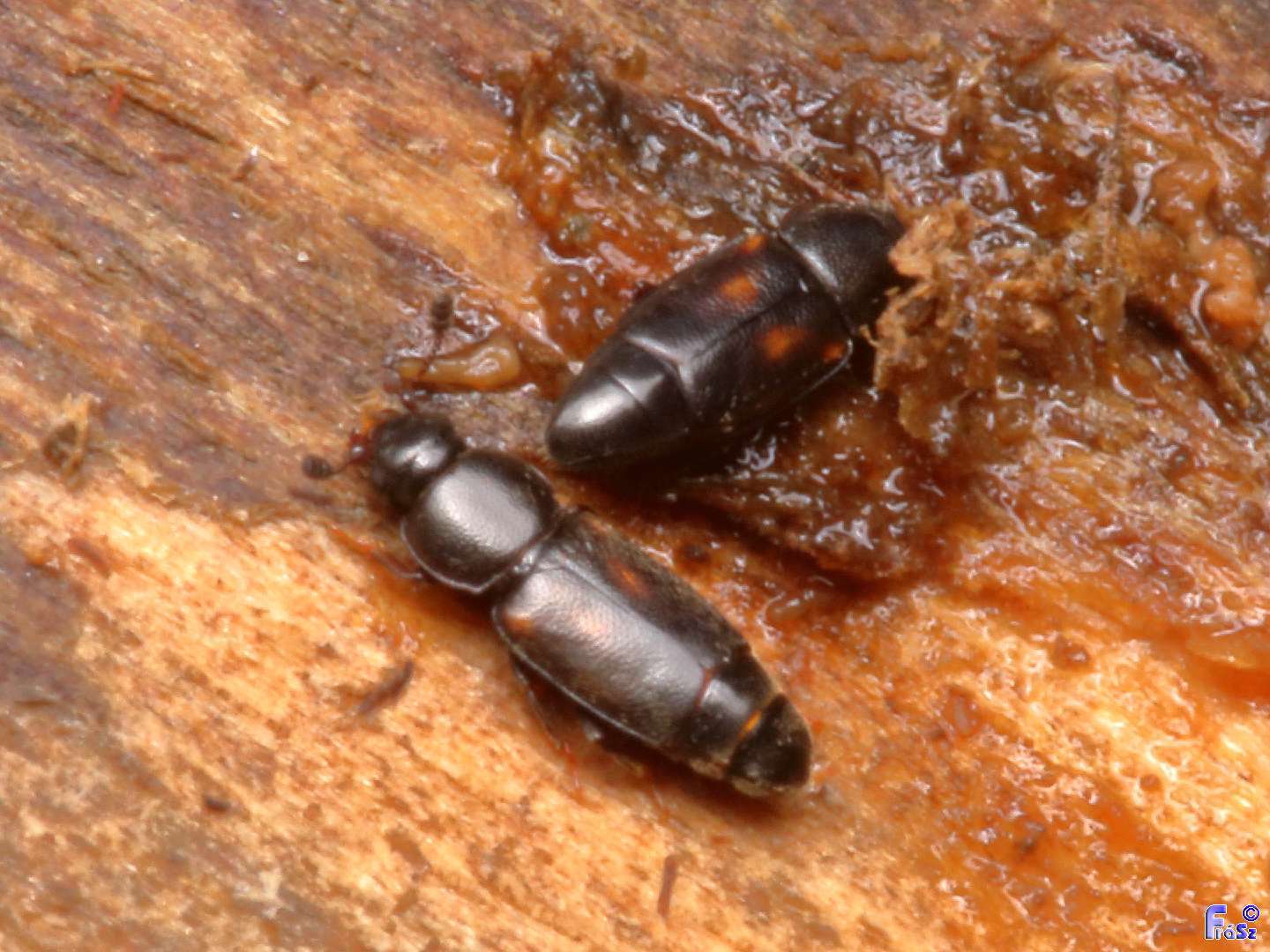 Carpophilus sexpustulatus - hatjegyes gyümölcs-fénybogár